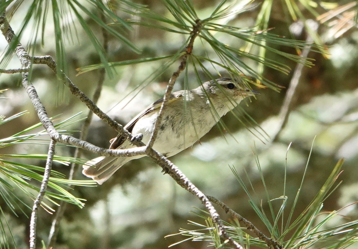 Warbling Vireo - Cathy Beck