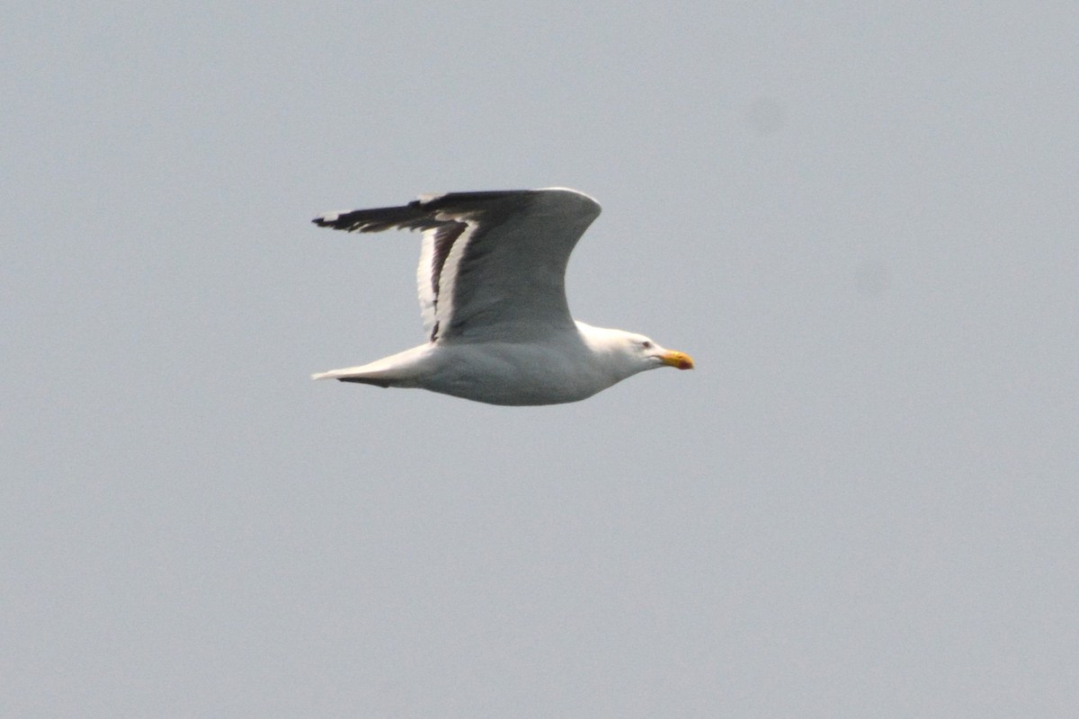 Great Black-backed Gull - ML622046623