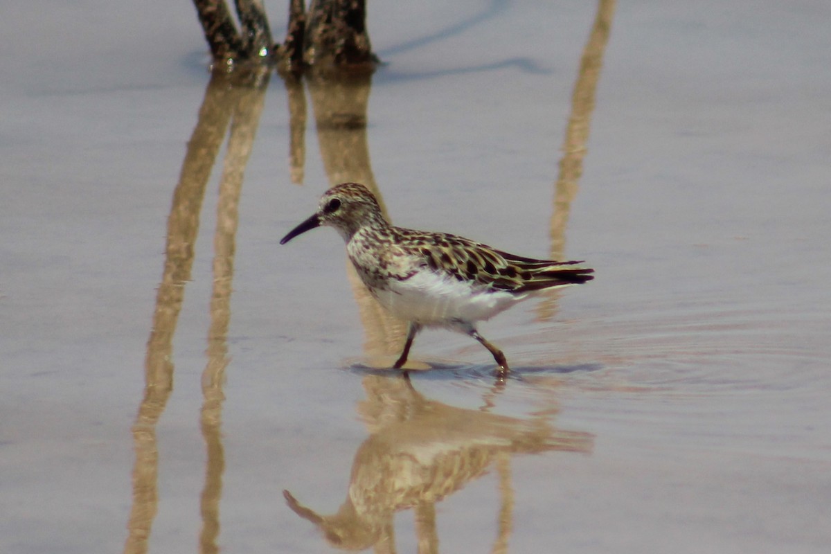 Least Sandpiper - ML622046624