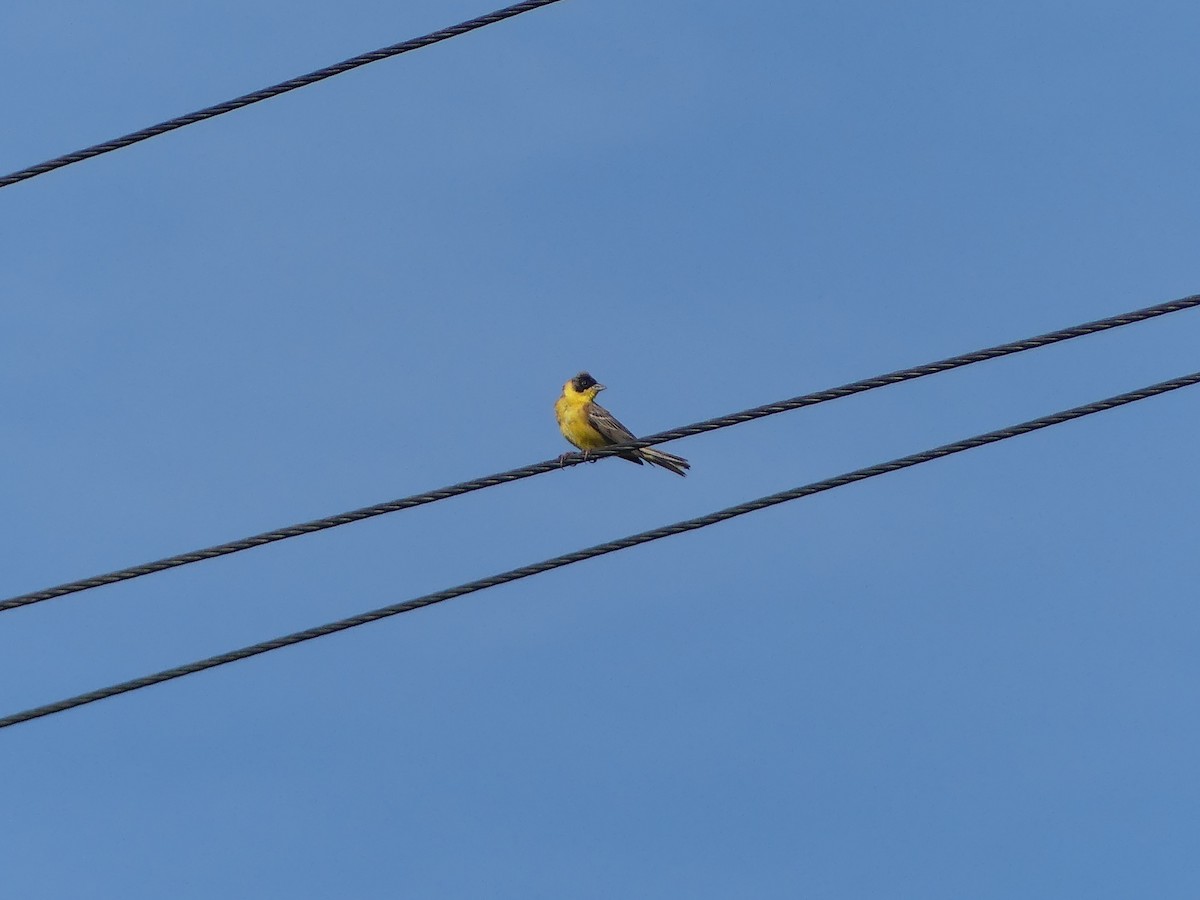 Black-headed Bunting - ML622046625