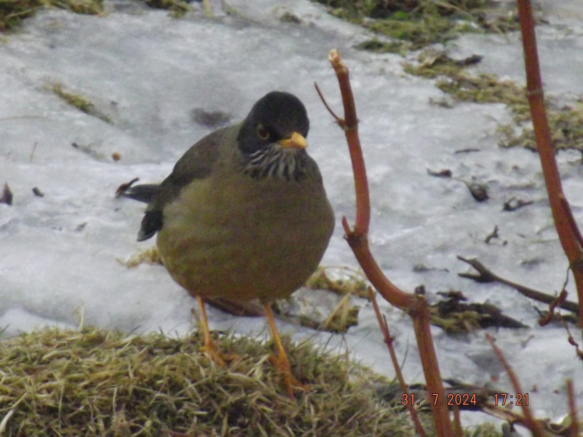 Austral Thrush - ML622046626