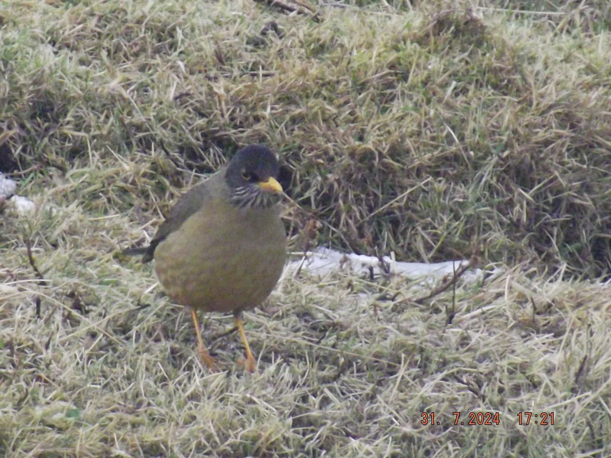 Austral Thrush - ML622046627