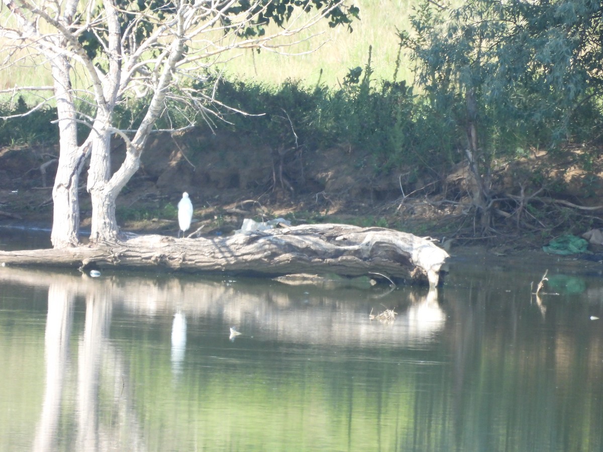 Snowy Egret - ML622046629