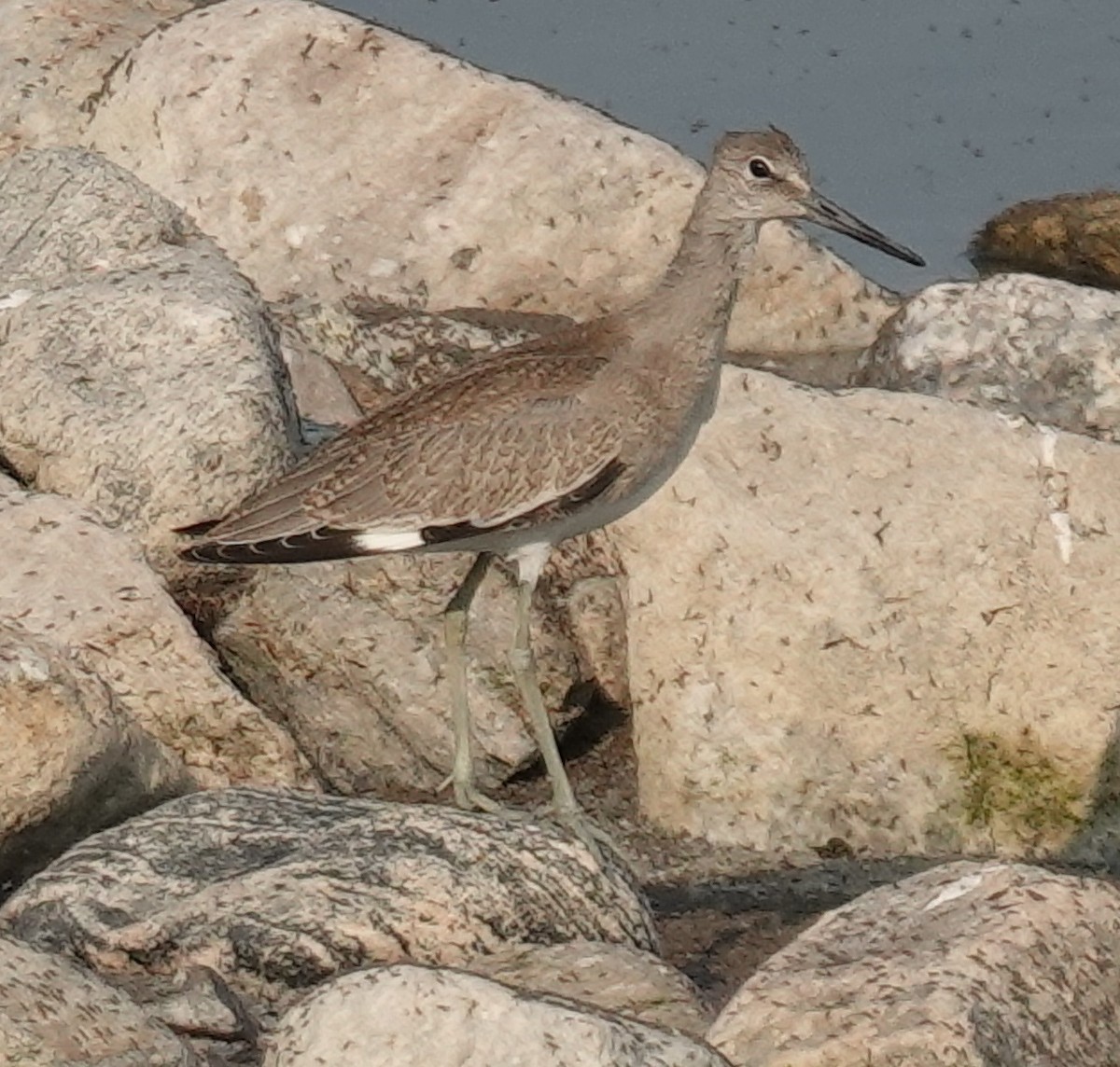 Willet (Western) - ML622046630