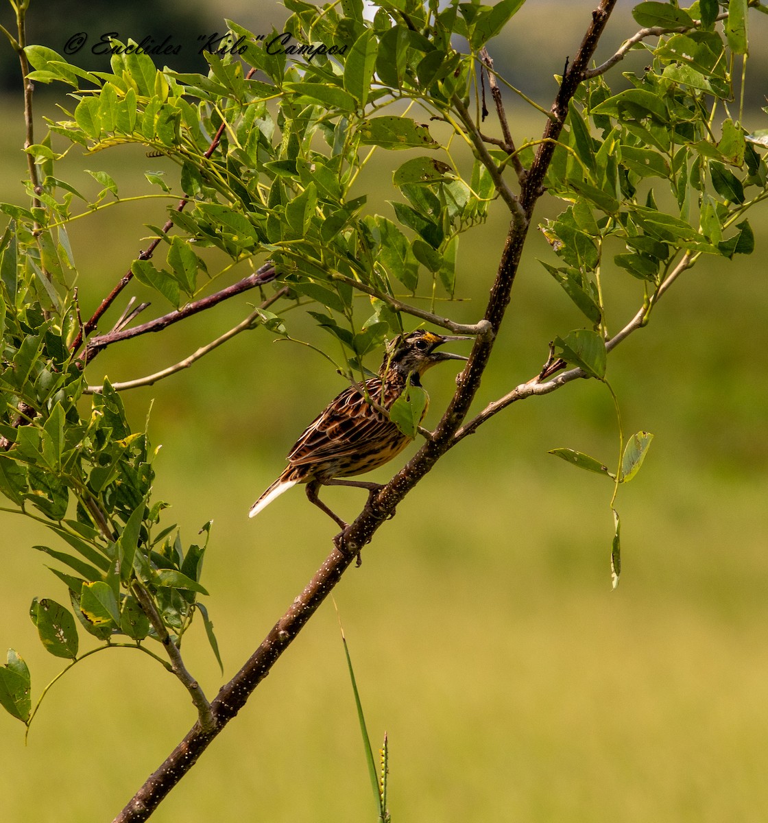 Eastern Meadowlark - ML622046631