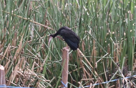 Bare-faced Ibis - ML622046632