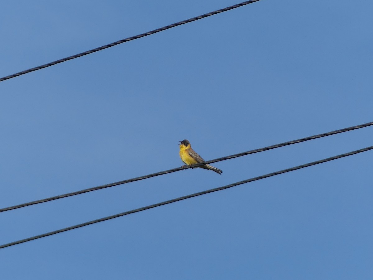 Black-headed Bunting - ML622046633