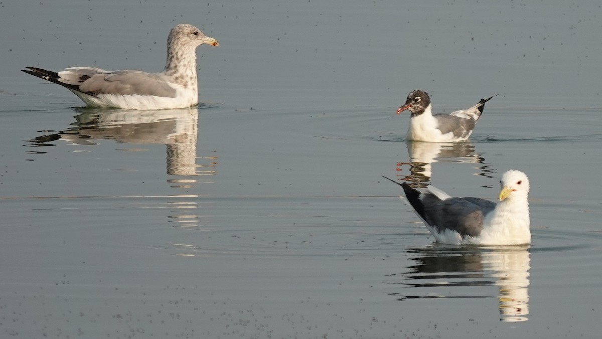 Franklin's Gull - ML622046637