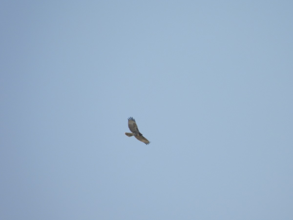 Red-tailed Hawk - E White