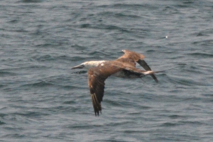 Northern Gannet - ML622046641