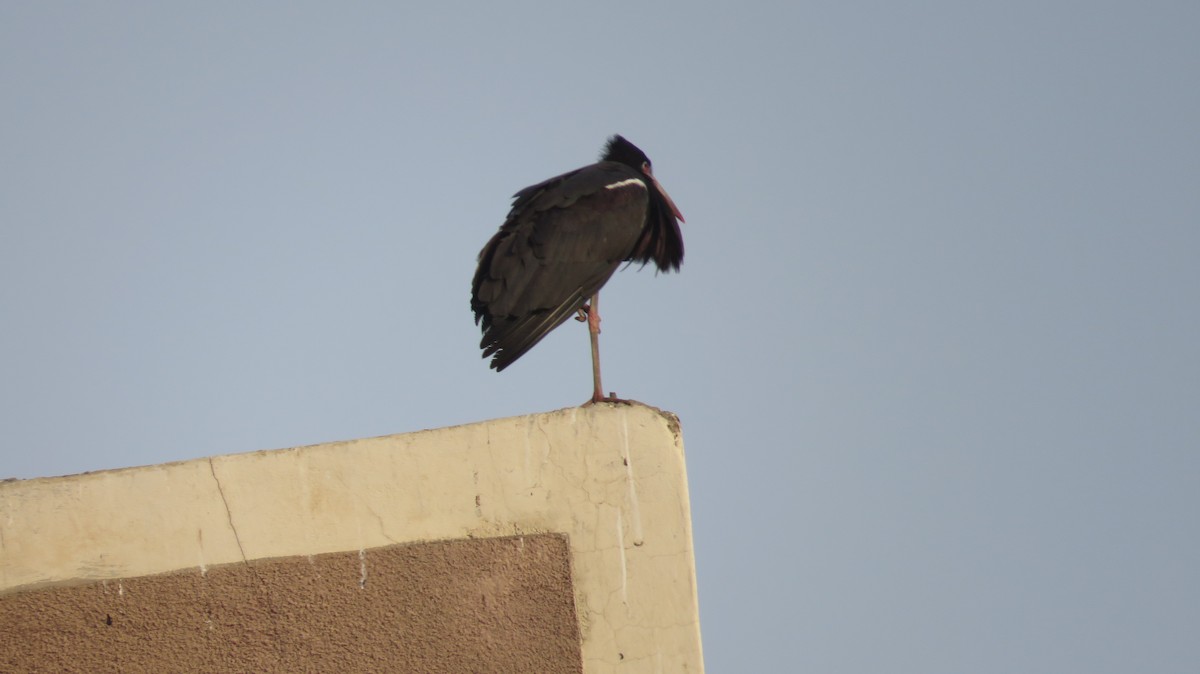 Abdim's Stork - ML622046644