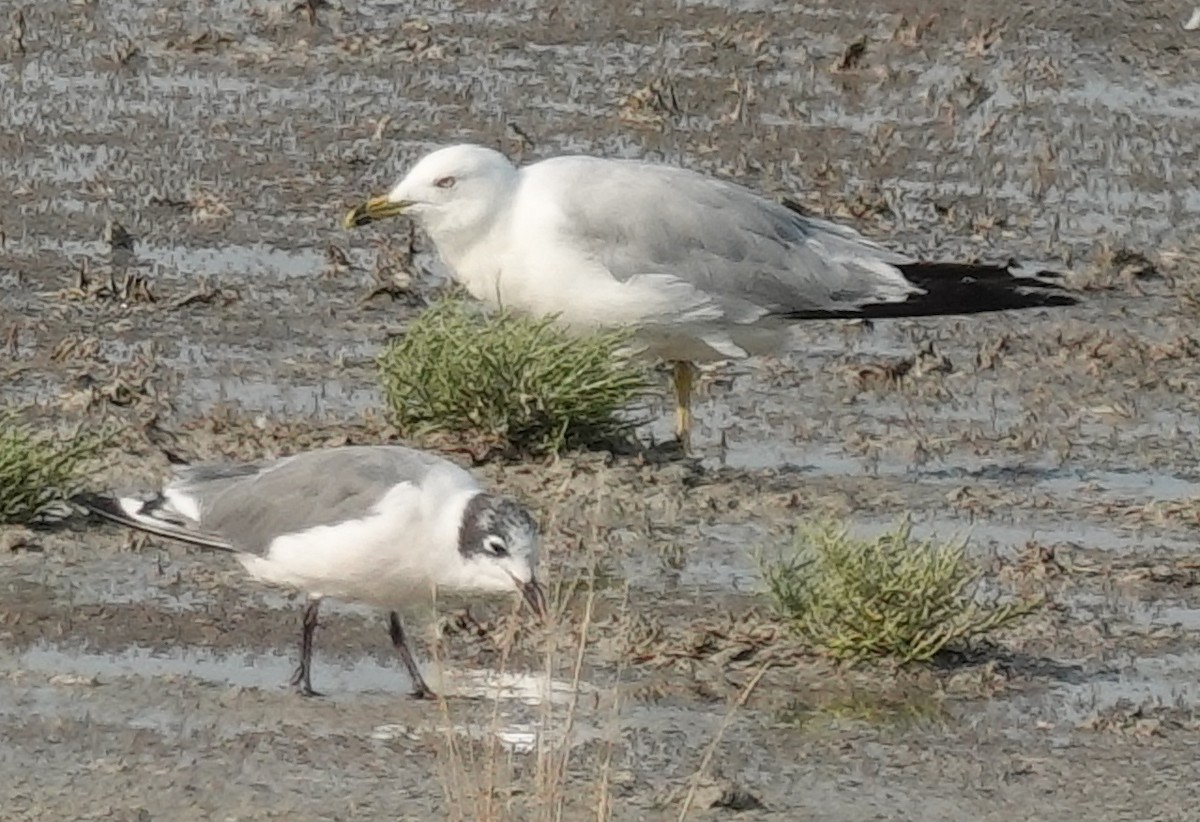 Ring-billed Gull - ML622046646