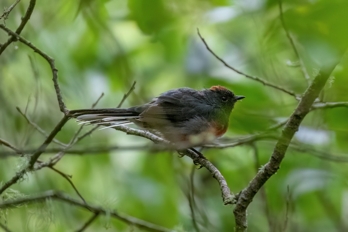 Slate-throated Redstart - ML622046710