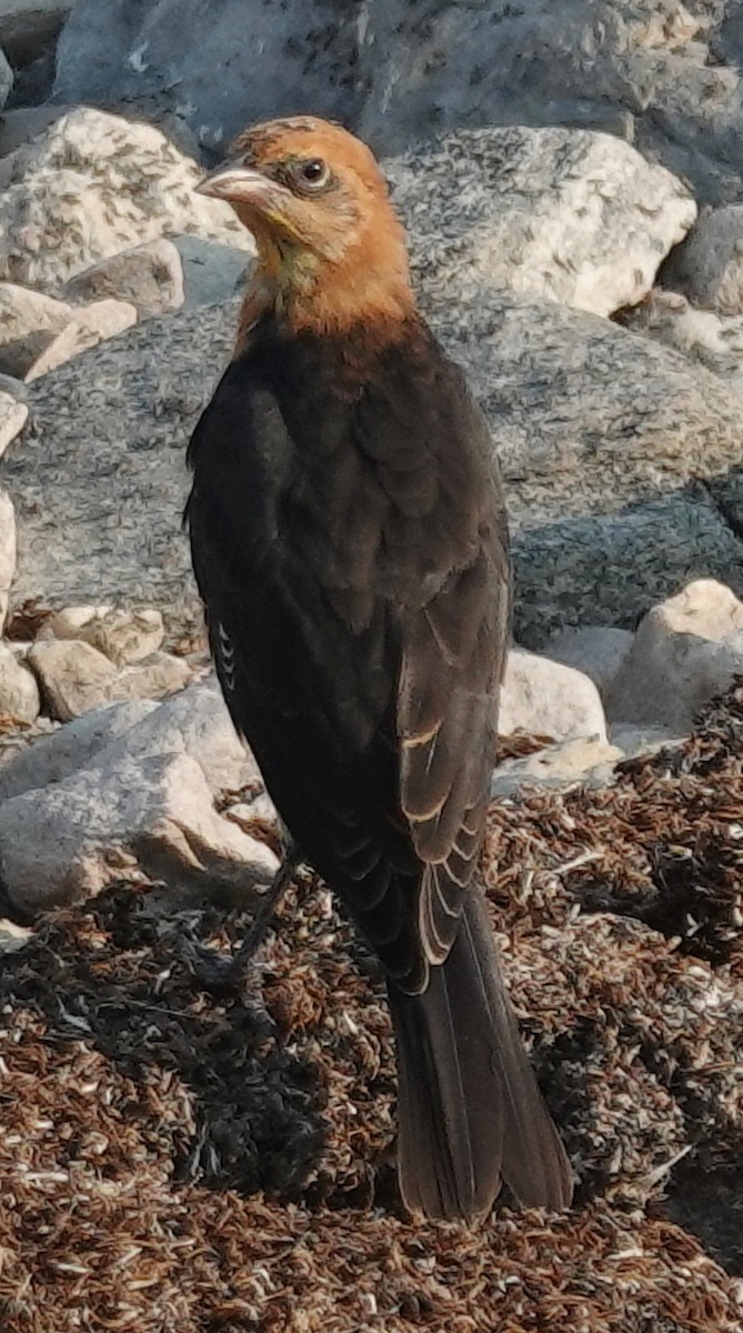 Yellow-headed Blackbird - ML622046719