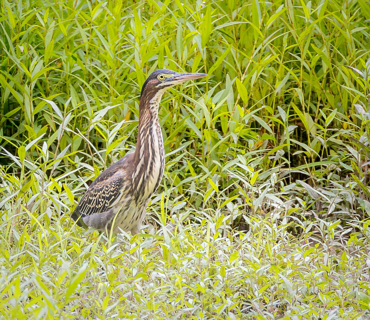 Green Heron - ML622046720