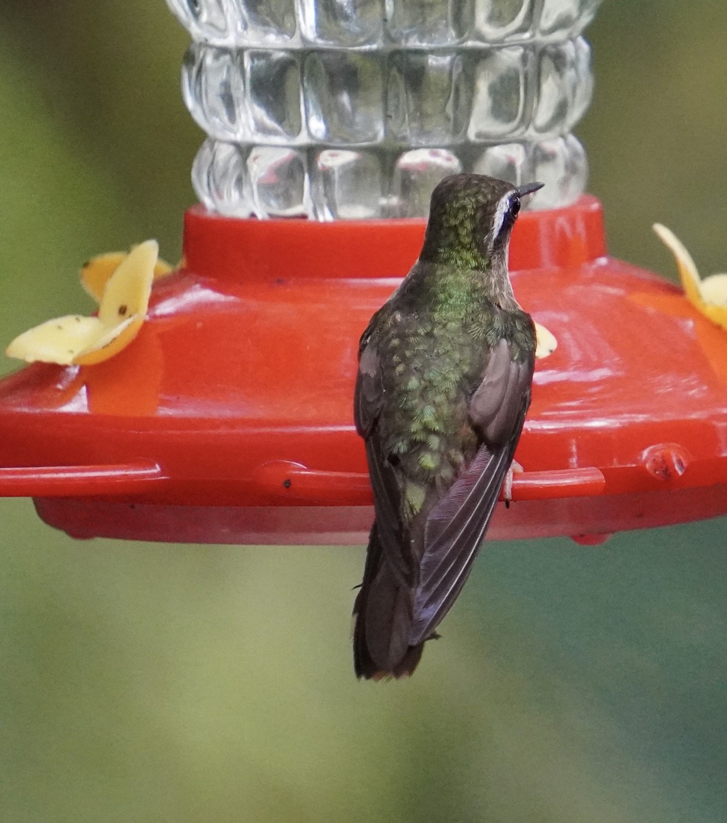 Speckled Hummingbird - ML622046721