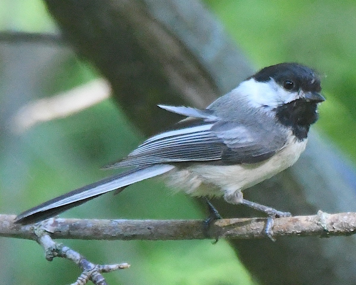 Black-capped Chickadee - ML622046728