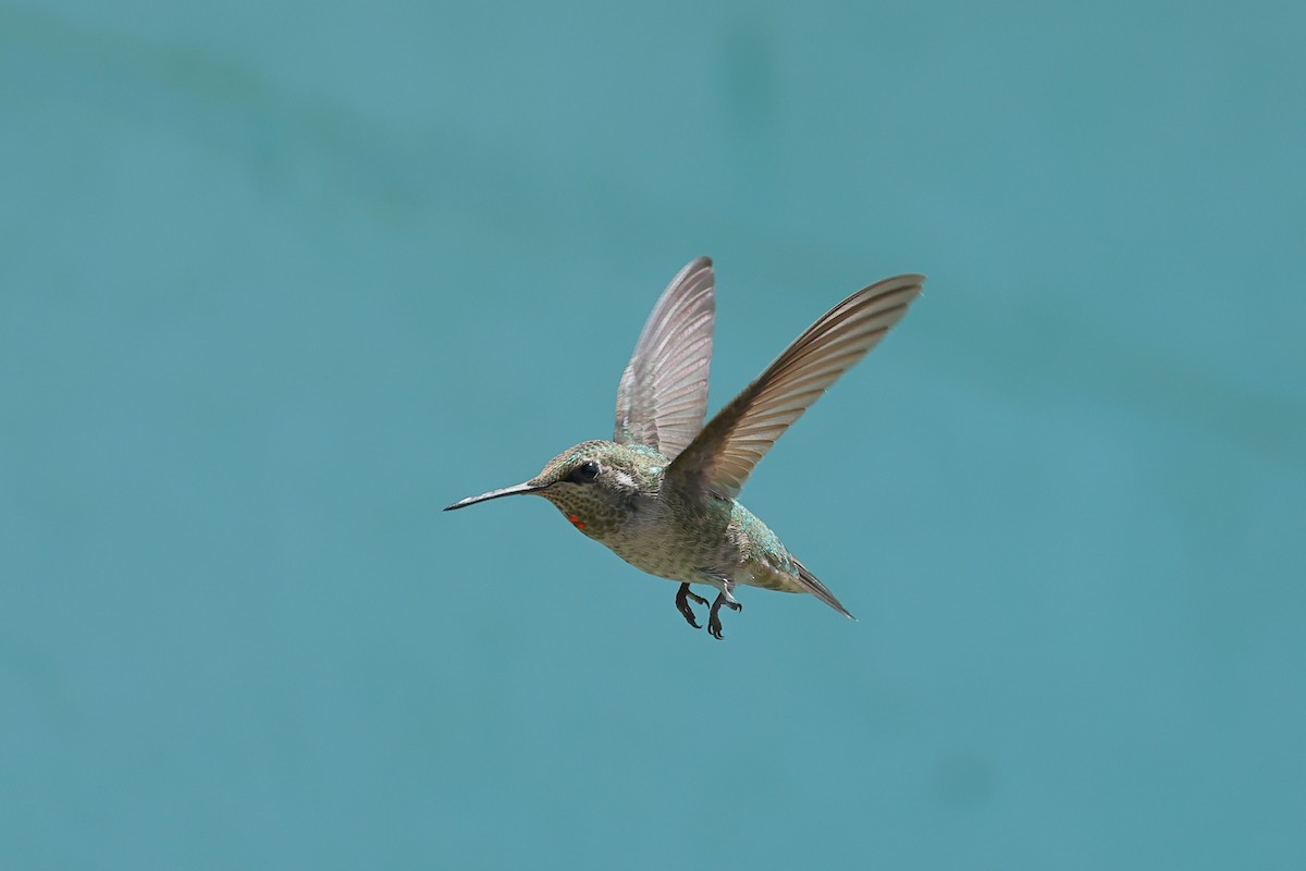 Anna's Hummingbird - ML622046730