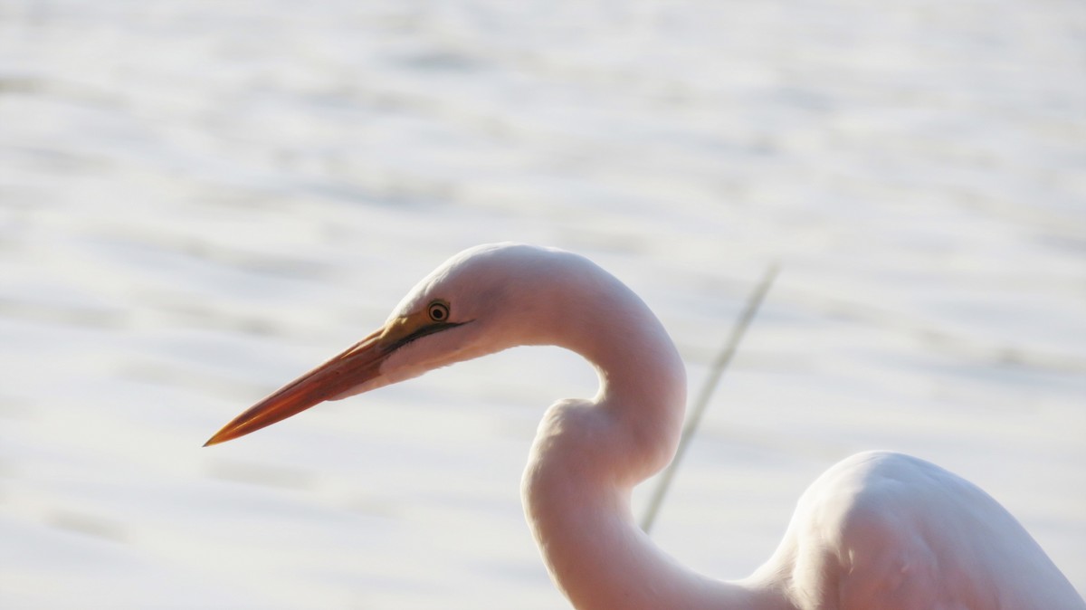 Great Egret - Anonymous