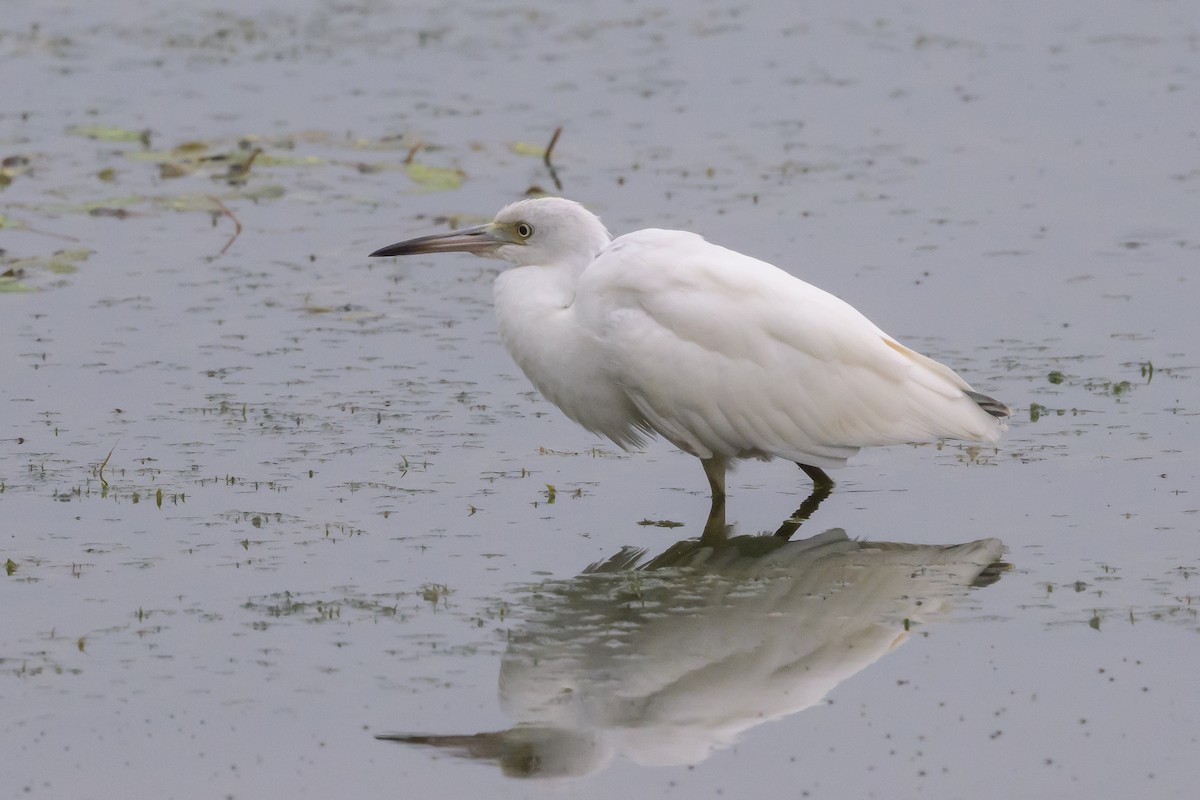 Little Blue Heron - ML622046733