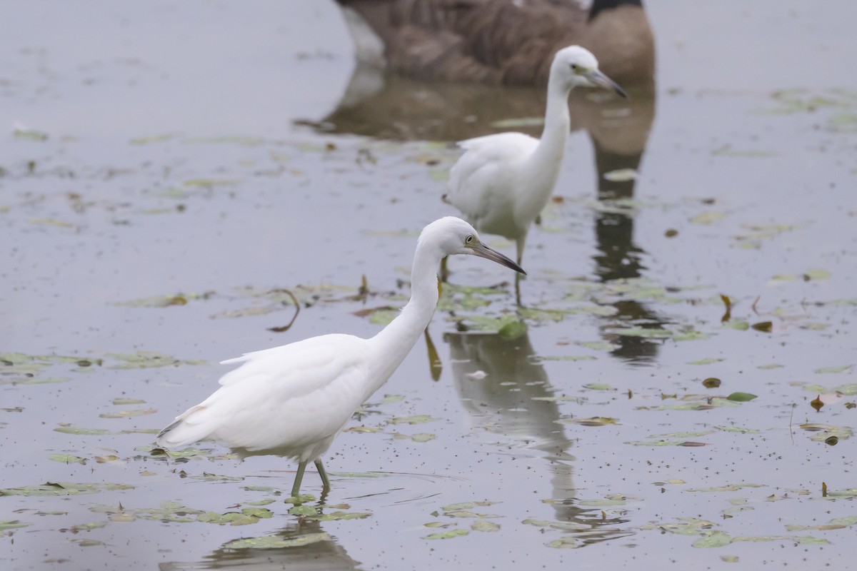 Little Blue Heron - ML622046736