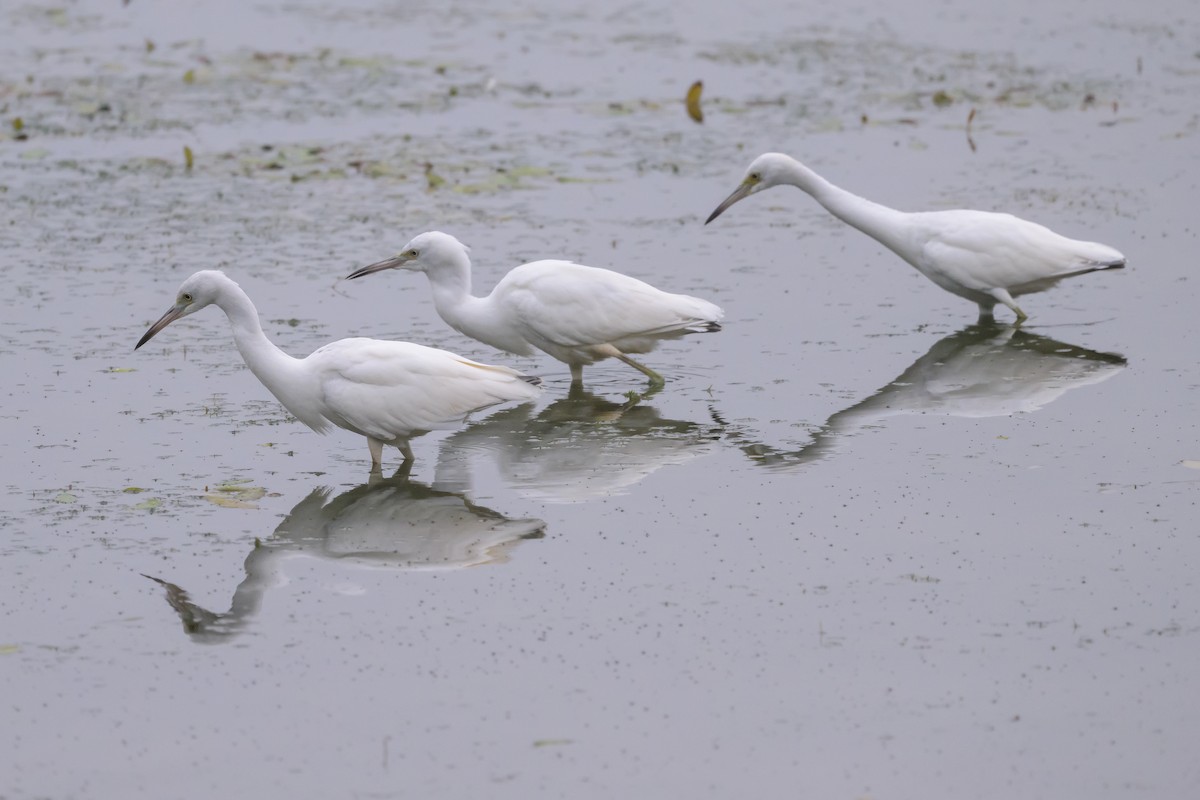 Little Blue Heron - ML622046737