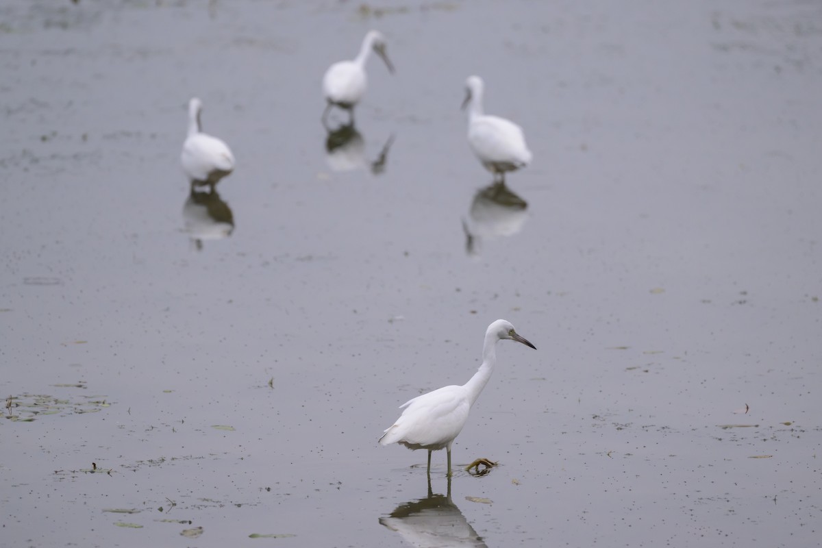 Little Blue Heron - ML622046738