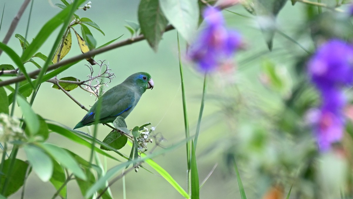 Spectacled Parrotlet - ML622046742