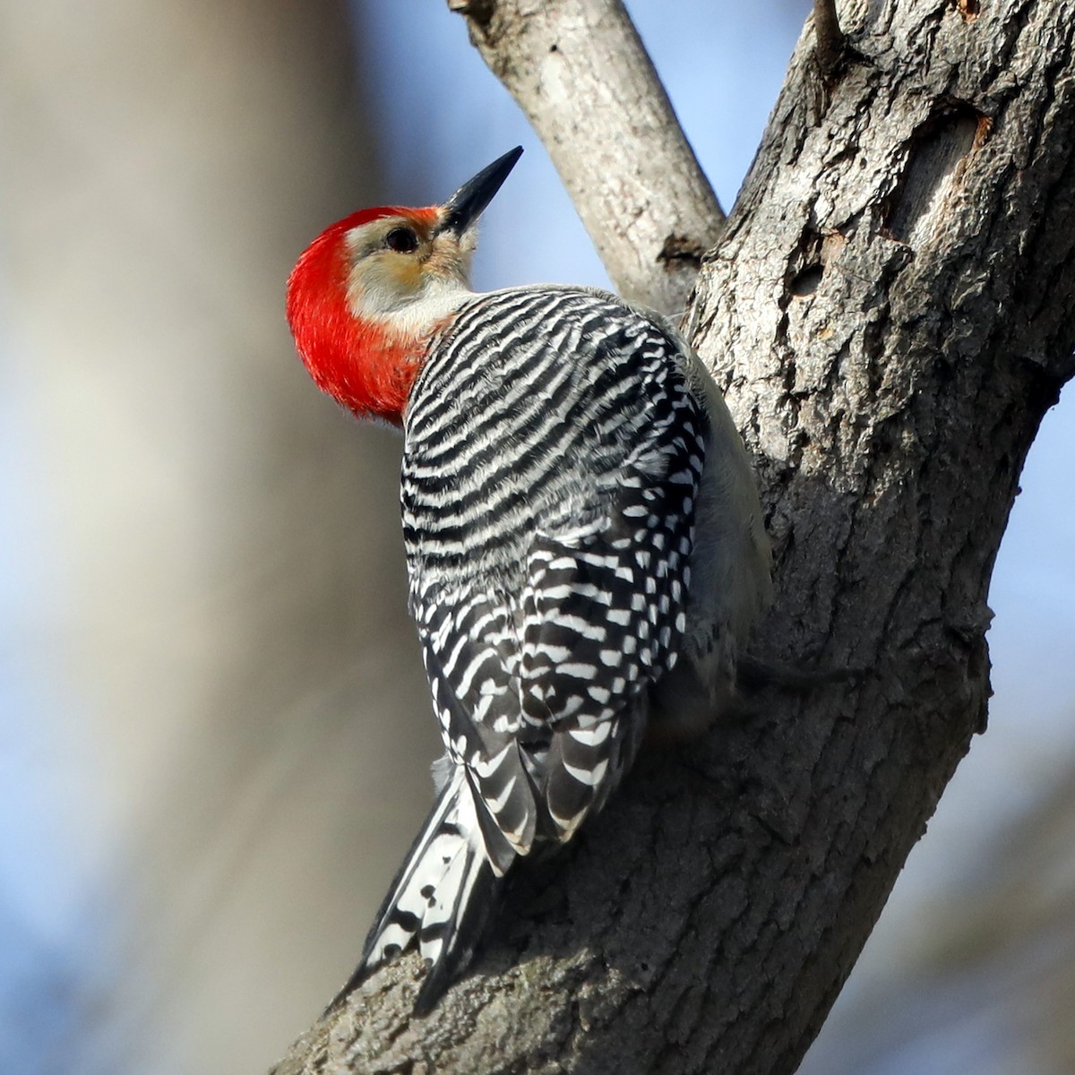Red-bellied Woodpecker - ML622046747