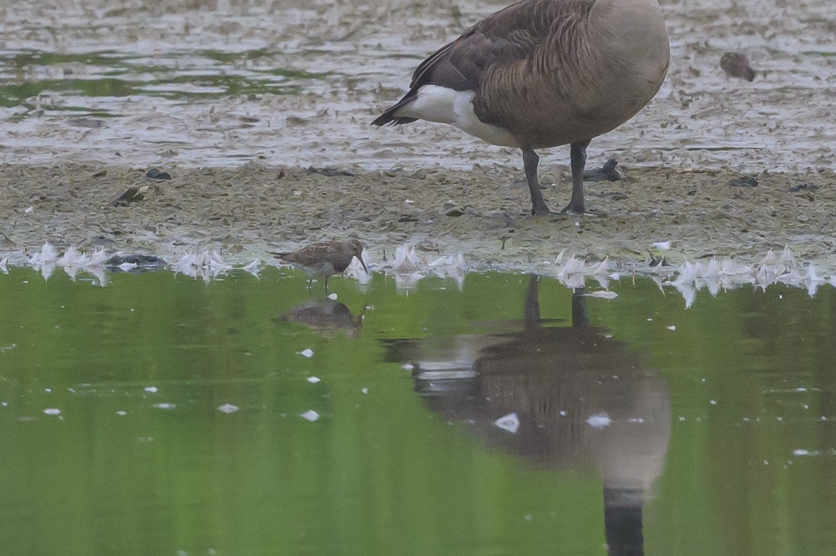 Pectoral Sandpiper - Stephen Davies