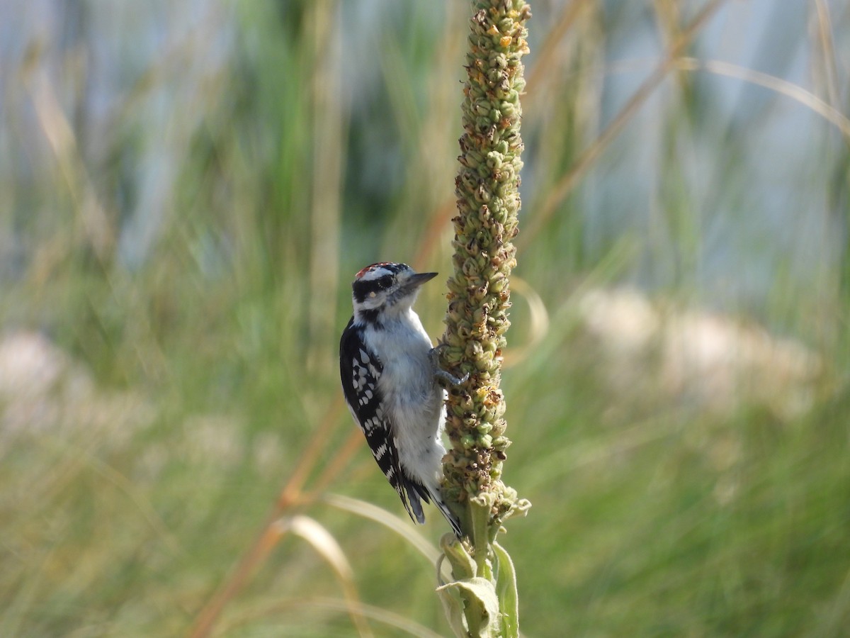 Downy Woodpecker - ML622046780