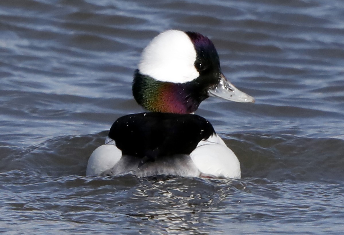 Bufflehead - ML622046785