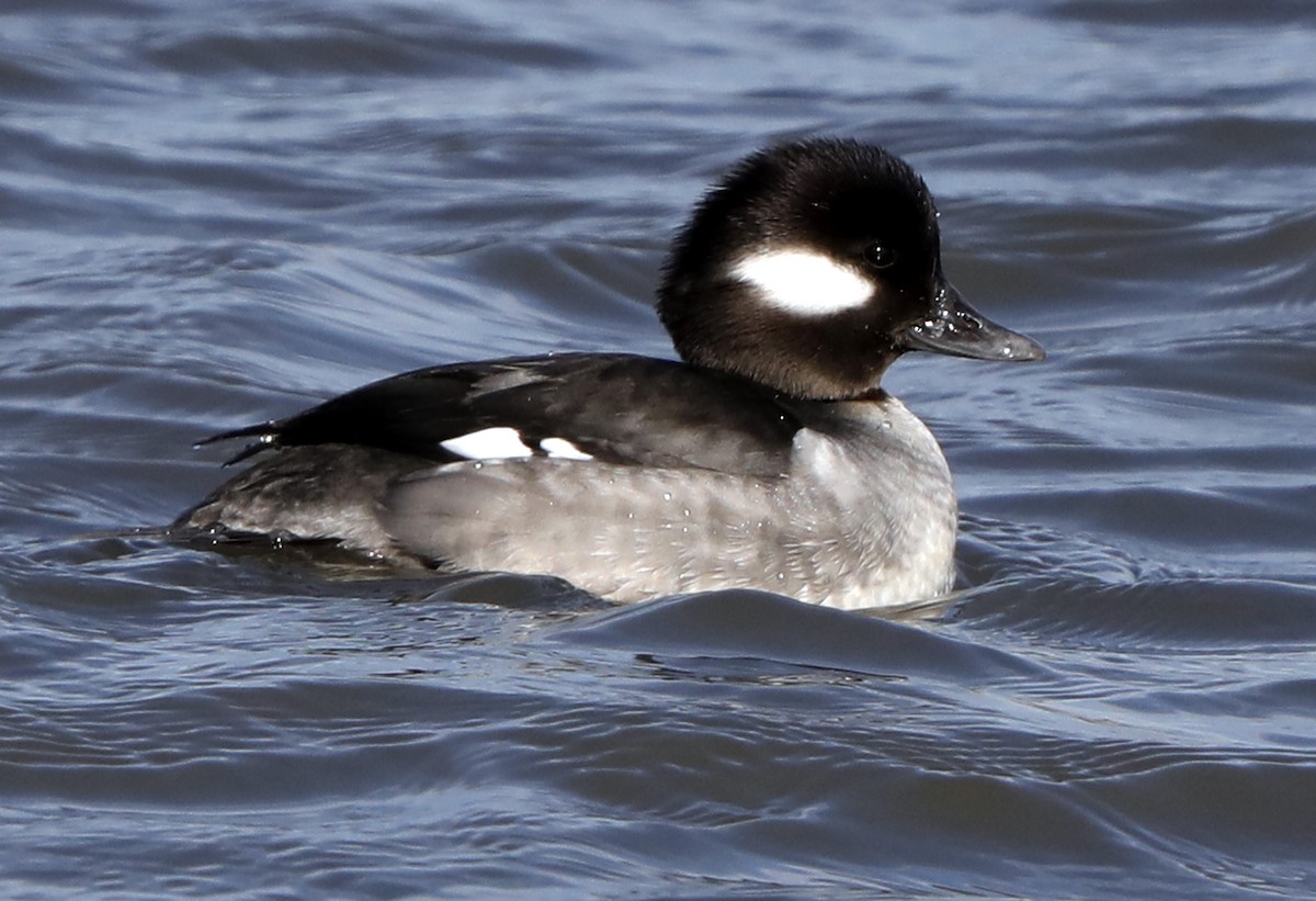 Bufflehead - ML622046787