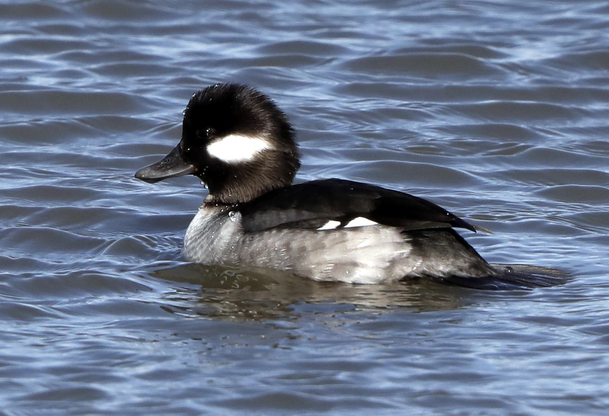 Bufflehead - ML622046788