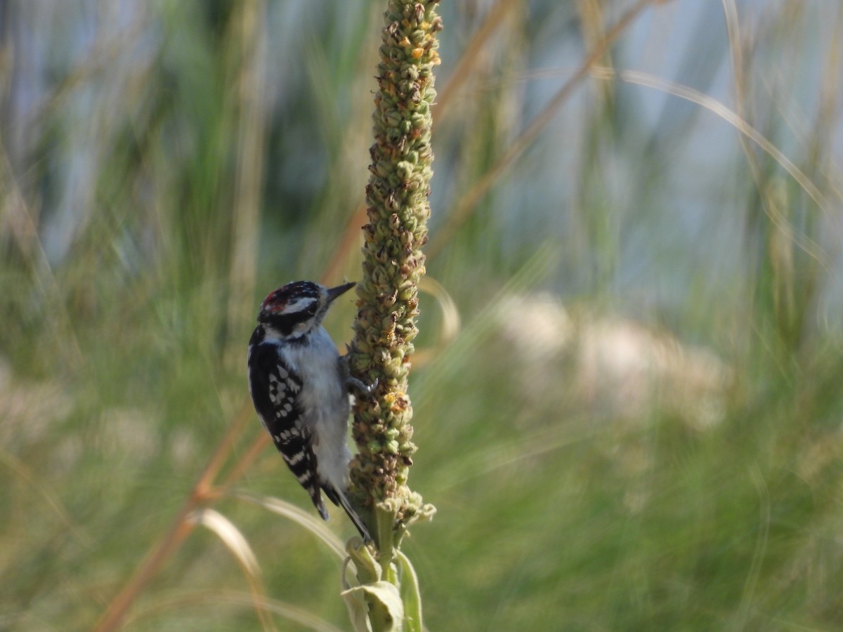 Downy Woodpecker - ML622046789