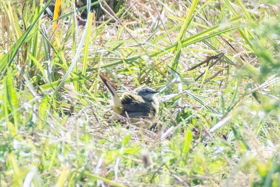 Western Yellow Wagtail (flava/beema) - ML622046790