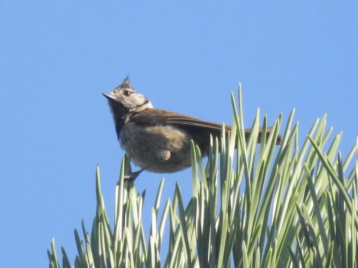 Crested Tit - ML622046793
