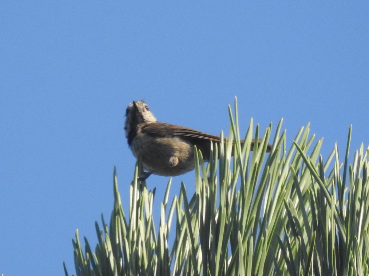 Crested Tit - ML622046794