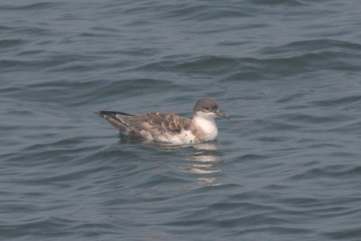 Great Shearwater - ML622046796