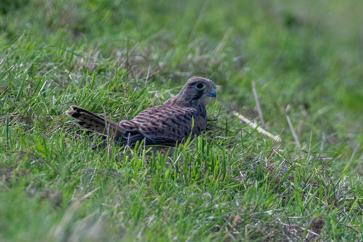 Belatz gorria (eurasiarra) - ML622046798