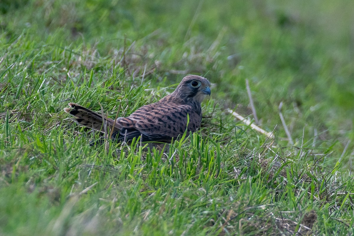 Eurasian Kestrel (Eurasian) - ML622046798