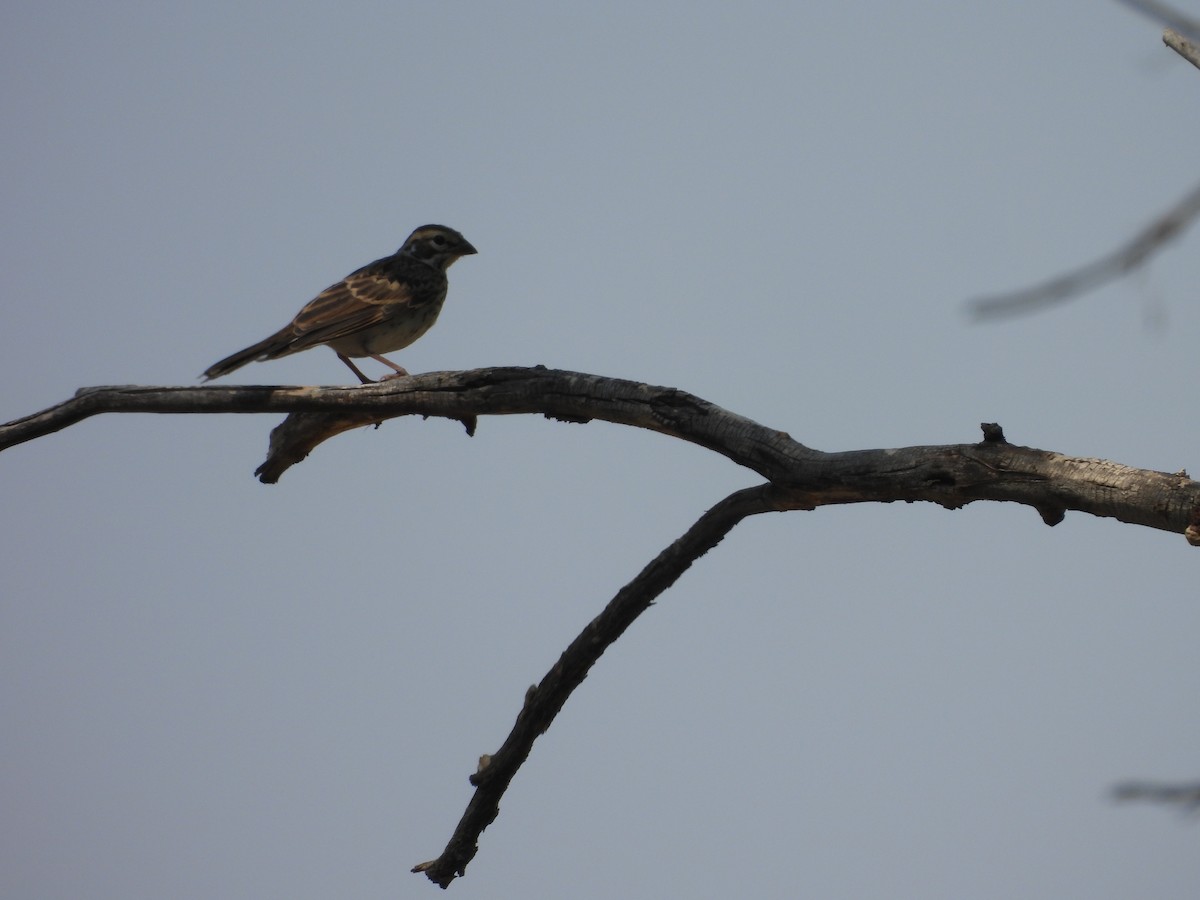 Lark Sparrow - ML622046799