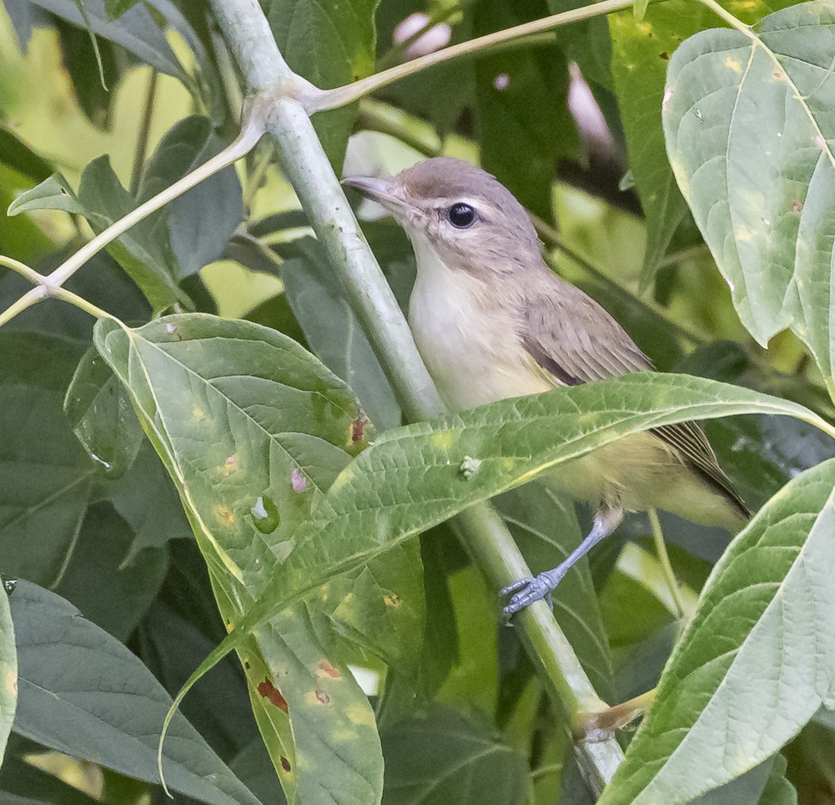 Warbling Vireo - ML622046800