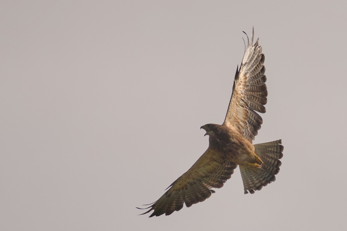 Swainson's Hawk - ML622046801