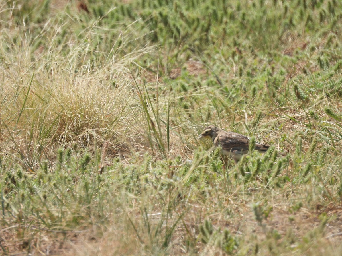 Horned Lark - ML622046803