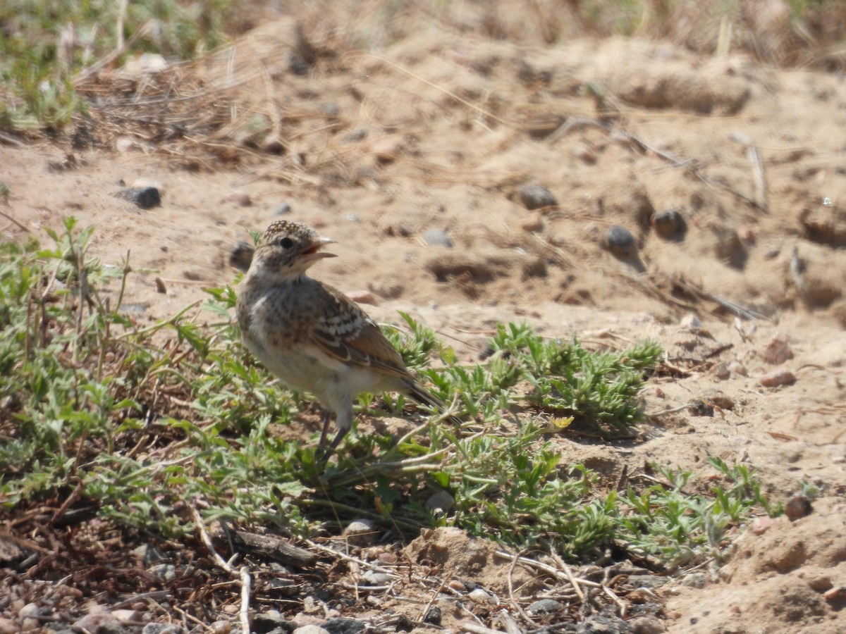 Horned Lark - ML622046805