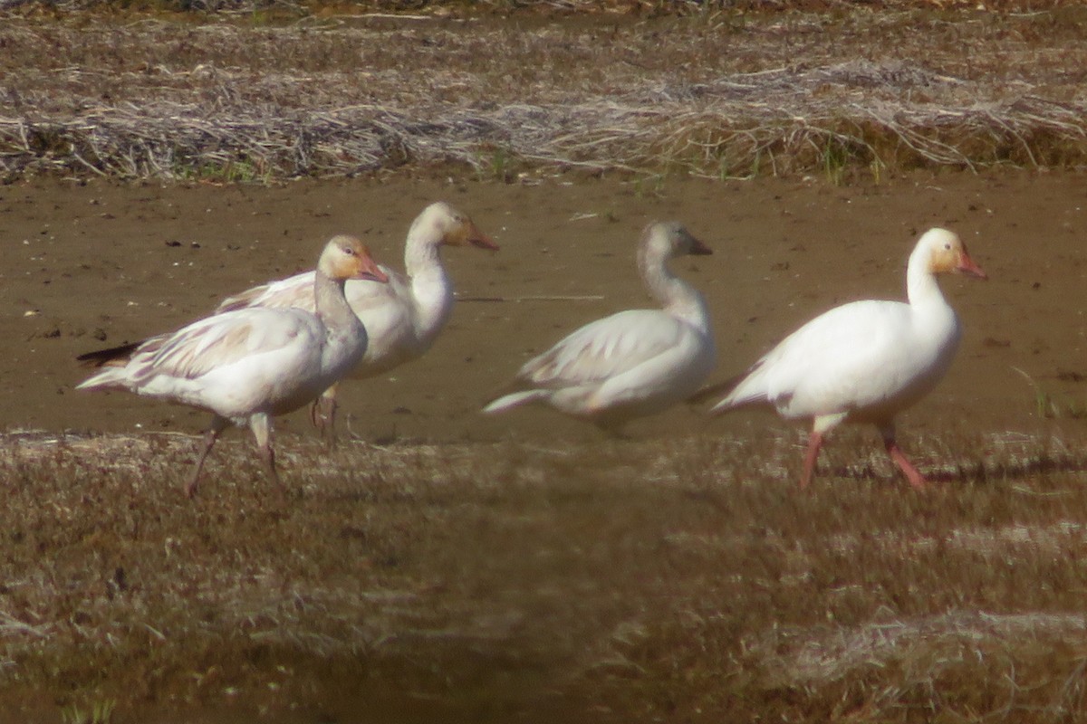 Snow Goose - ML622046807