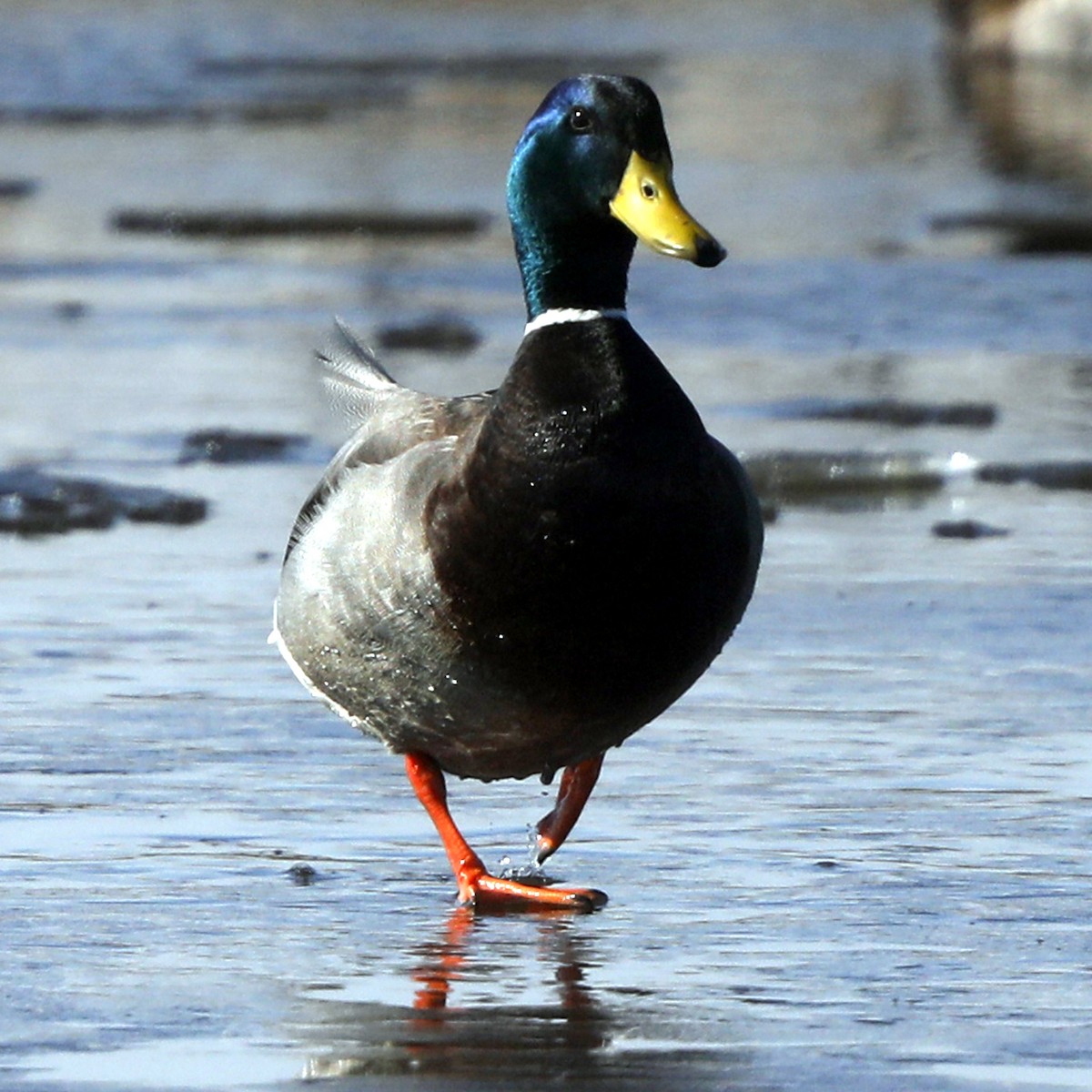 Mallard - ML622046808