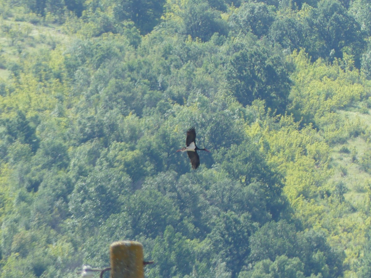 Black Stork - Lucas De las Heras