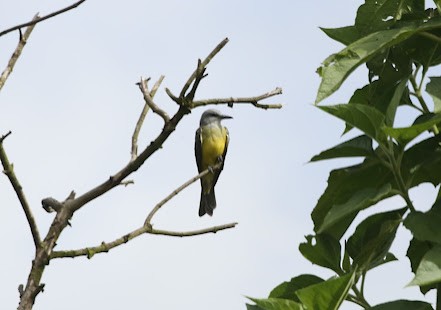 Tropical Kingbird - Kevin Sarsfield